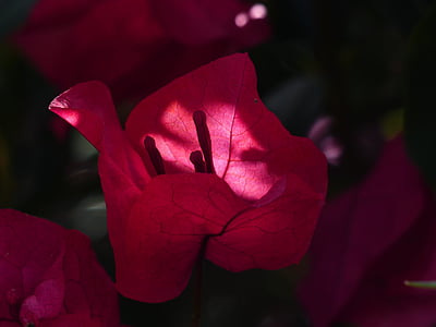 bougainvillea, colorful, flowers, red, translucent, intensive, color