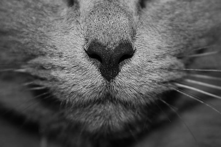 kočka, kočkovitá šelma, nos, zvíře, detail, srdce, černá a bílá