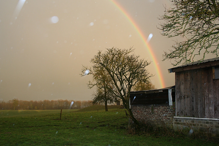 regenboog, regen, natuur, België, boom