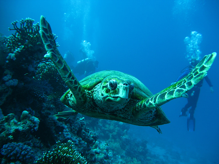 sea, tortoise, smolensk, korman13, immersion, octopus, active