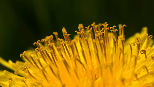 Dandelion, bunga, Tutup, alam, kuning, makro