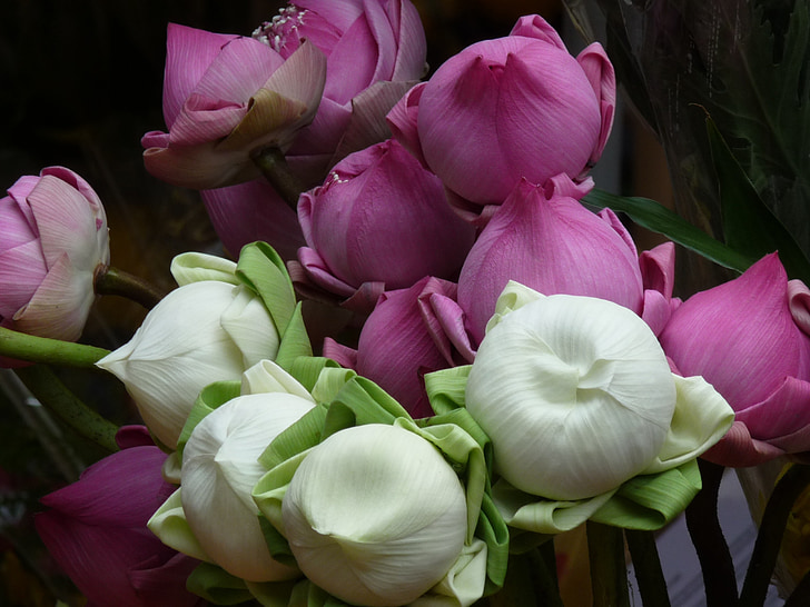 fiore di loto, bianco, viola, esotici, pianta acquatica
