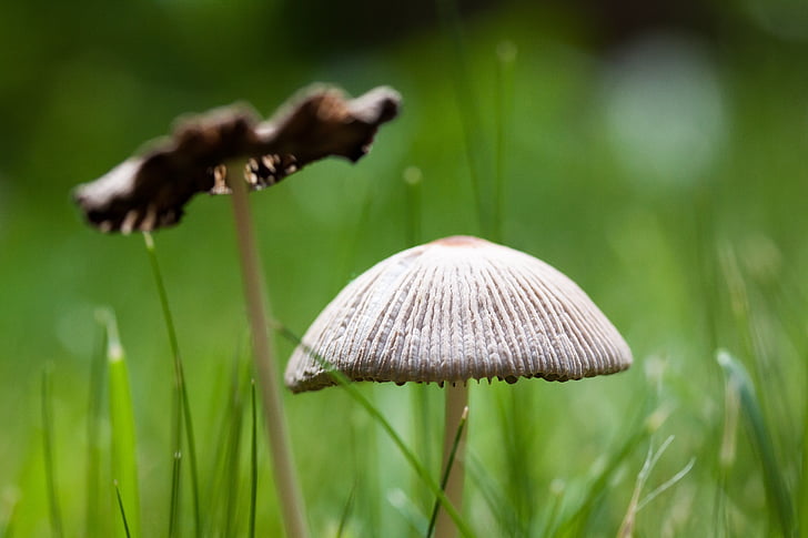 mushroom, disc fungus, cap, grass, screen fungus, macro, brown