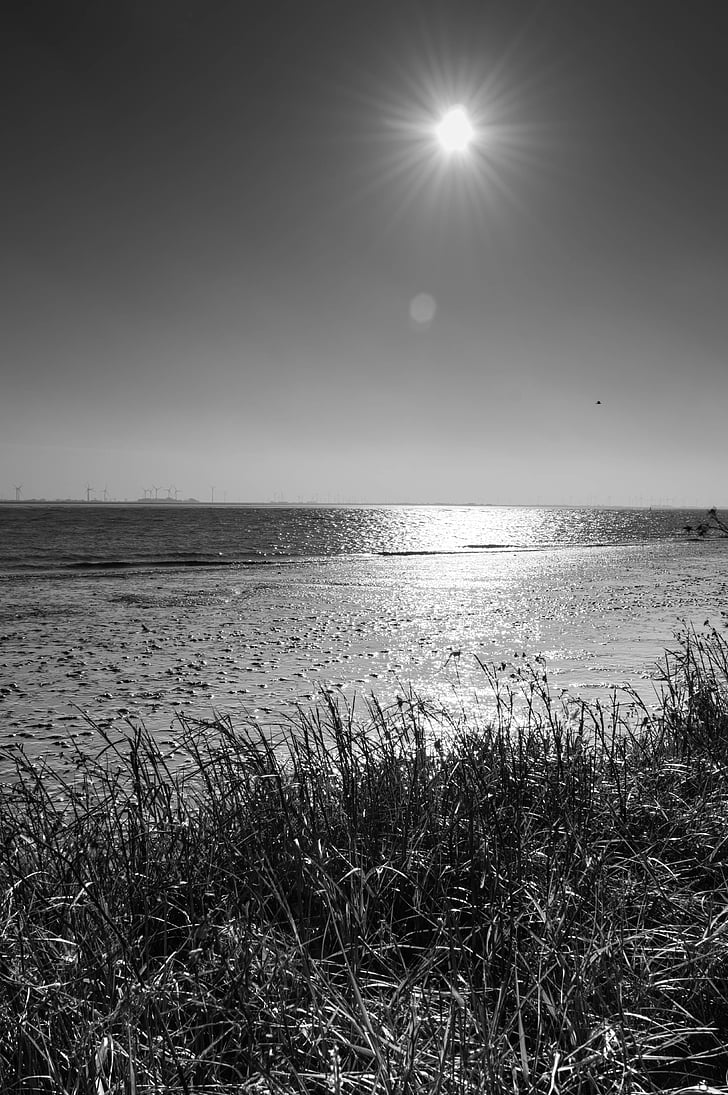 platja, sol, l'aigua, paisatge, horitzó, blanc i negre