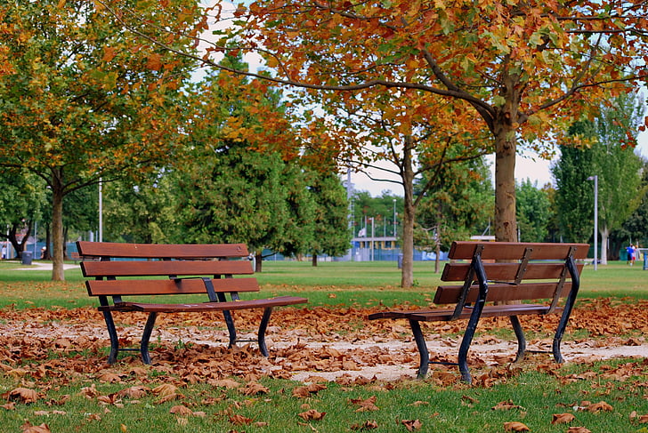 bench, autumn, dried leaves, tree, prato, nature, garden
