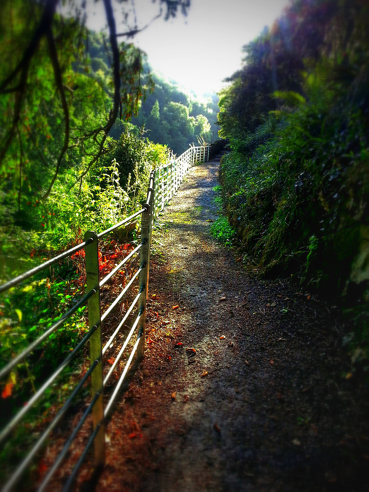 pathway, railings, trees, nature, landscape, footpath, tree