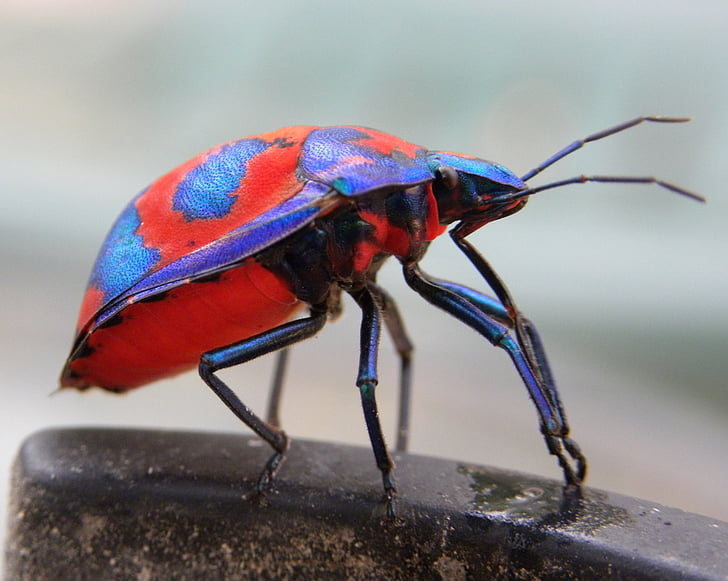 hibiscus harlequin bug, tectocoris diophthalmus, insects, australian, bright, bug, colourful