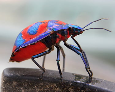 Hibiskus Harlekin bug, tectocoris diophthalmus, žuželke, Avstralski, svetlo, bug, pisane