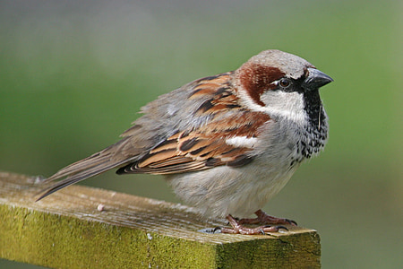 sparrow, sperling, bird, songbird, close, animal