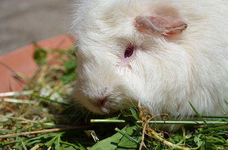 guinea pig, trắng, cỏ, vật nuôi, động vật, Dễ thương, vật nuôi