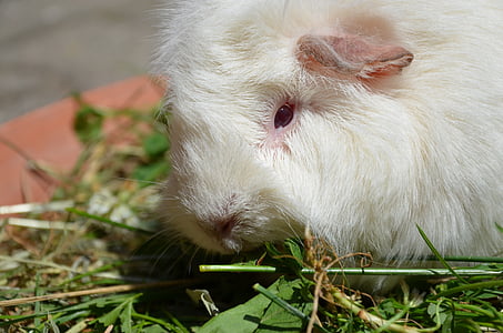 Guinea pig, bianco, erba, animale domestico, animale, carina, animali domestici