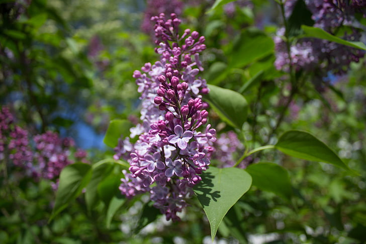 blooming, plant, nature, floral, gardening, flower, summer