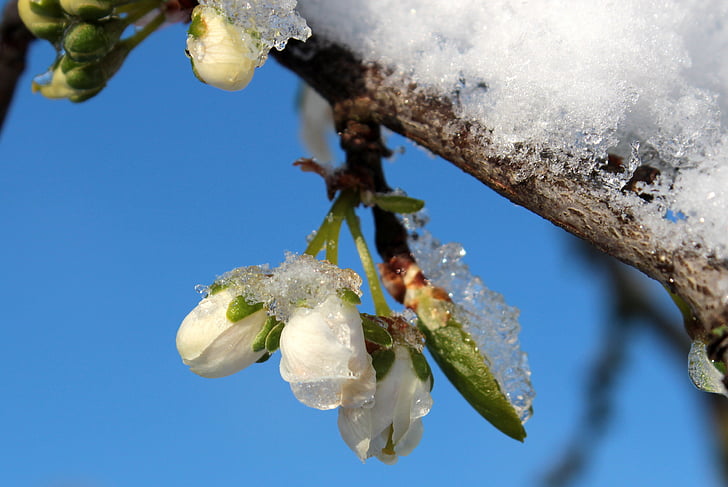 švestka, Prunus domestica, Švestkové květy, švestka pupeny, pobočky, sníh, mráz