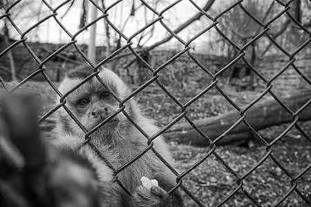 animal, en noir et blanc, cage, mignon, clôture, singe, primate