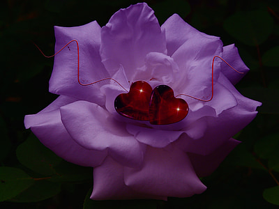 Rosa, cor, l'amor, sort, Gràcies, decoració, Festival