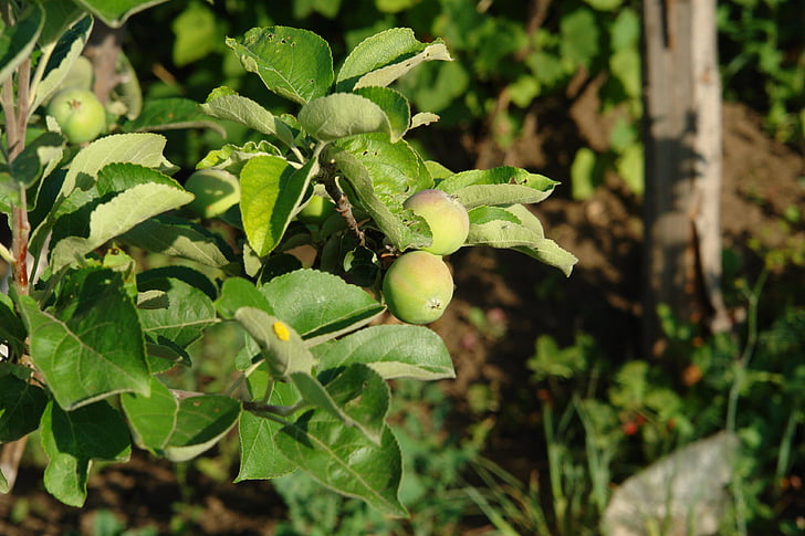 äpplen, äppelträd, grönt äpple, trädgård, inte mogna, köksträdgård, frukt