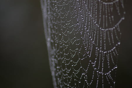 spiderweb, dew, macro, droplets, nature, drops, dewdrop