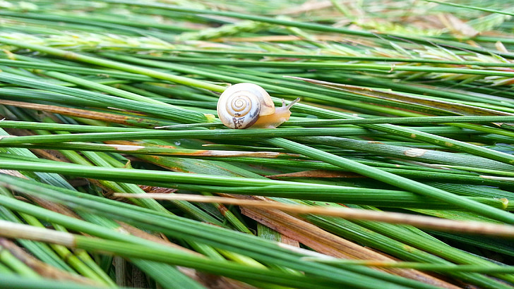 snail, nature, summer