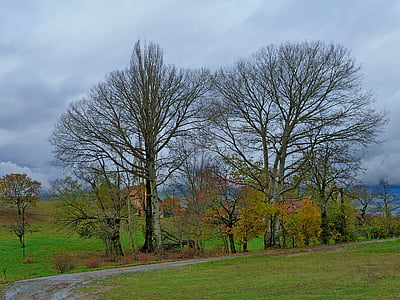 trees, landscapes, nature, fall, field