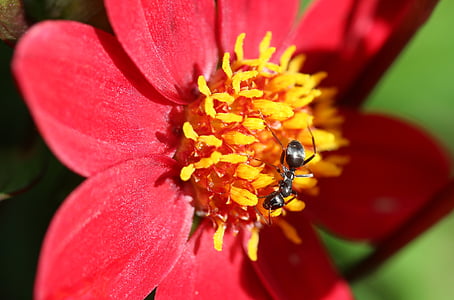 蚂蚁, 黑蚁, lasius 尼日尔, 马特黑蚂蚁, 黑花园蚂蚁, 爬网, 大丽花