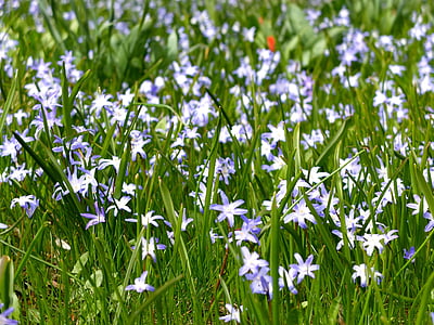 jaro, léto, květiny, zelená, modrá, závod, Bloom