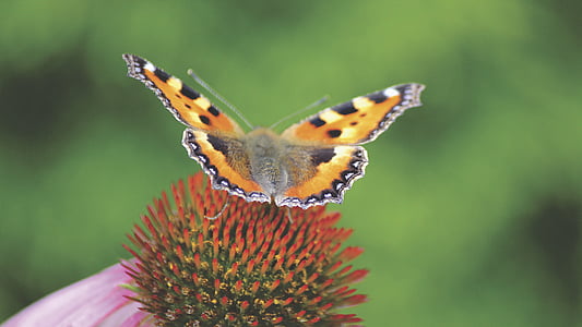 papallona, close-up, flor, insecte, natura, pol·linització, primavera
