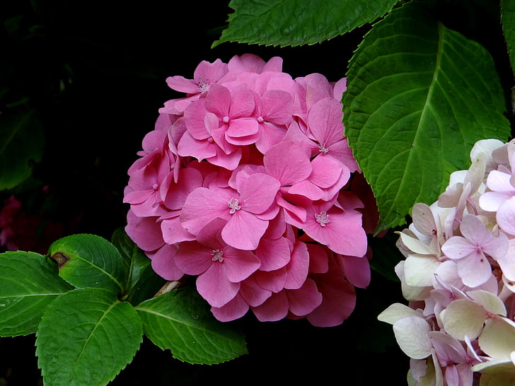 hortensia, blomst, rosa, Blossom, botaniske, rosa fargen, blad