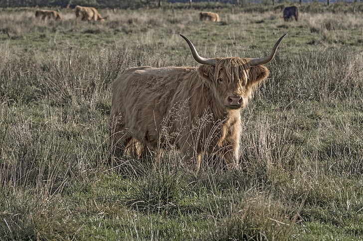 Galloway, яловичина, Тваринництво, Шотландська hochlandrind, Сільське господарство, Муфти, роги