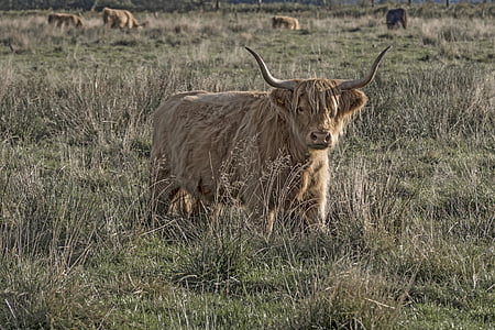 Galloway, govedina, stoke, Škotski hochlandrind, Poljoprivreda, spojke, rogovi