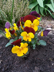 400-500, Violeta, dzeltena, puķe, zieds, Bloom, Pavasaris