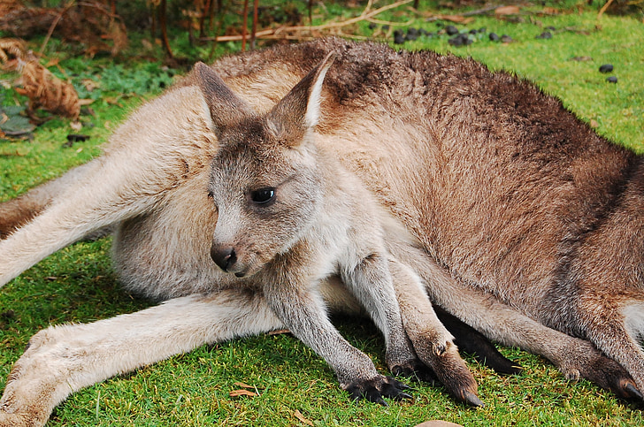 Wallaby, kænguru, Joey, baby, dyr, Nuttet, Australien