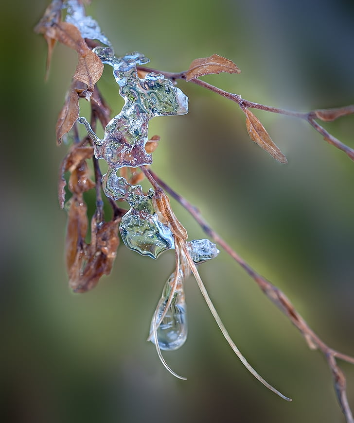 leaves, ice, frozen, winter, on frozen, nature, water
