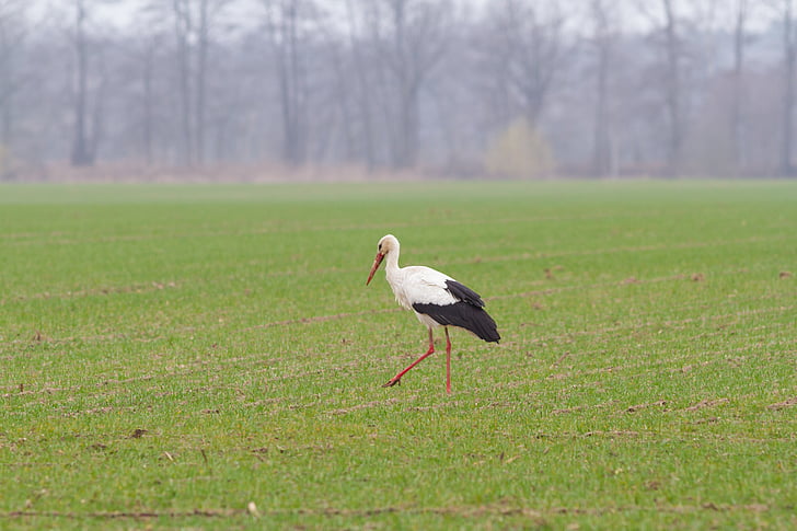 stork, spring, animals, bird, rattle stork, storks, signs of spring