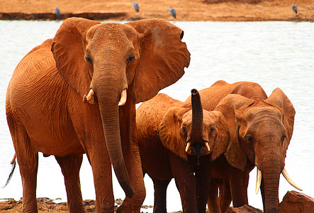 코끼리, 사파리, 아프리카