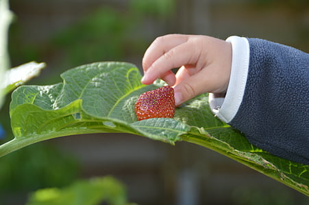 maasikas, võtta, vargus, käsi