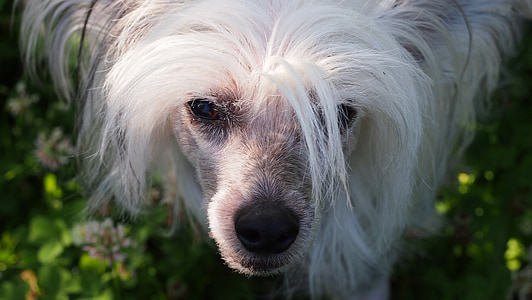 Chinese crested dog, hond, dier