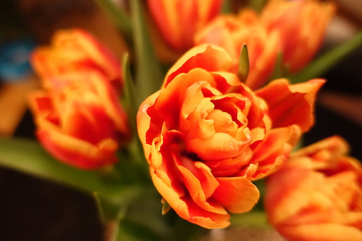 flor, tulipes, RAM