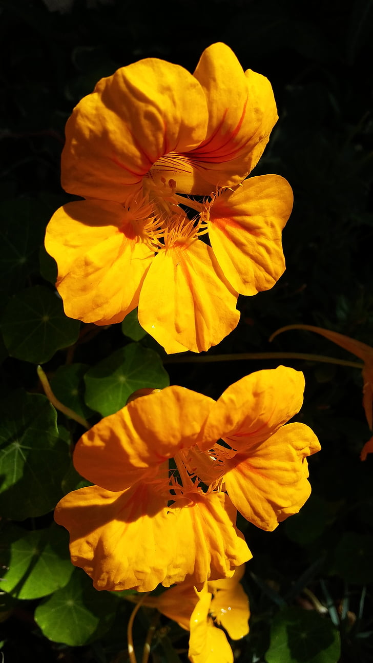 gele bloem, Nasturtium, bloemen