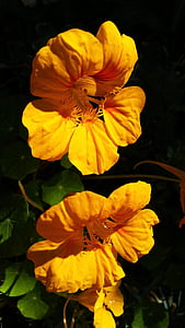 gul blomma, Nasturtium, blommor