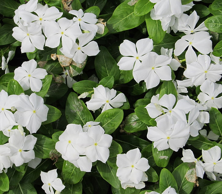 periwinkle, flowers, vinca minor, white, green, hardy, bloom