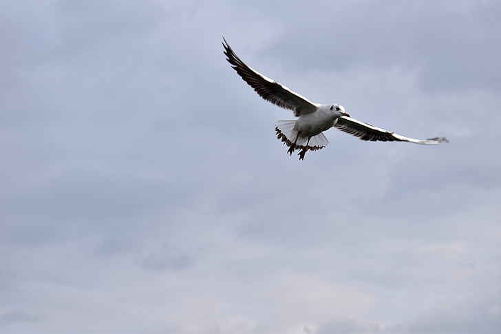 bird, the seagull, flying, heaven, movement, wings