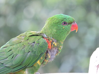parrot, zoo, bird, animal, green, feather, nature