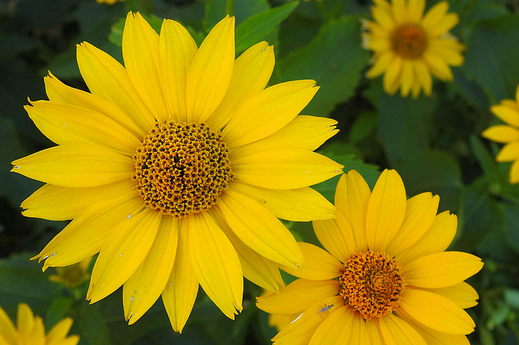 sauli cepurē, dzeltena, dzeltens ziedi, puķe, zieds, Bloom, dzeltenā coneflower