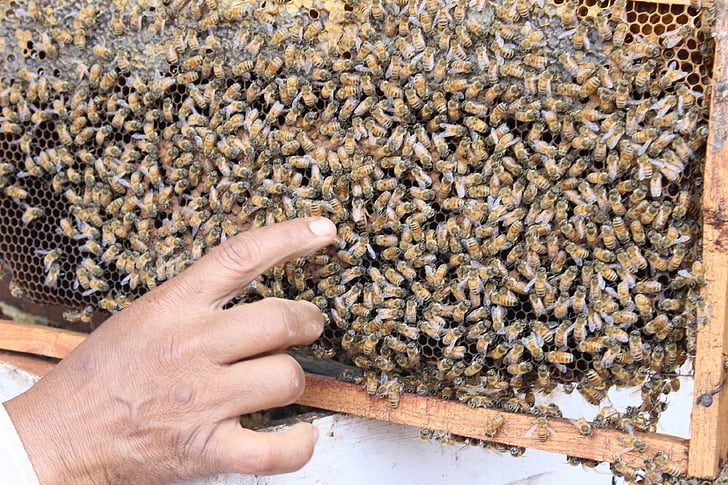 India, lebah, Ratu lebah, madu, serangga