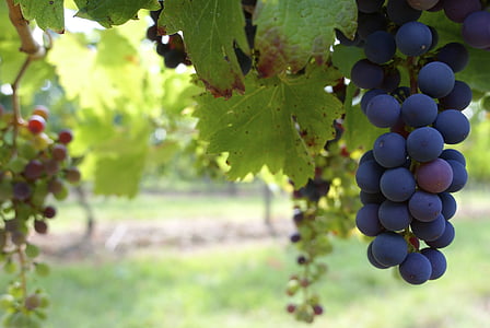 boerderij, voedsel, vruchten, druiven, Grapevine, macro, wijngaard