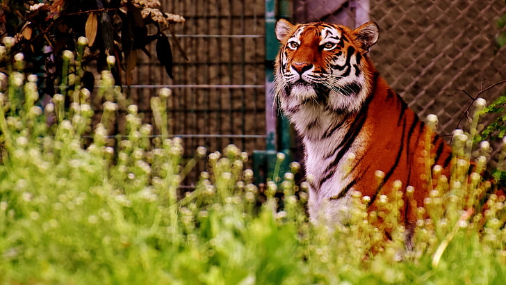 tigru, prădător, blana, frumos, periculoase, pisica, fotografie Wildlife