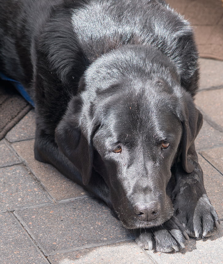 juodas Labradoras, šuo, šunų, mielas, gyvūnų, naminių gyvūnėlių, veislės