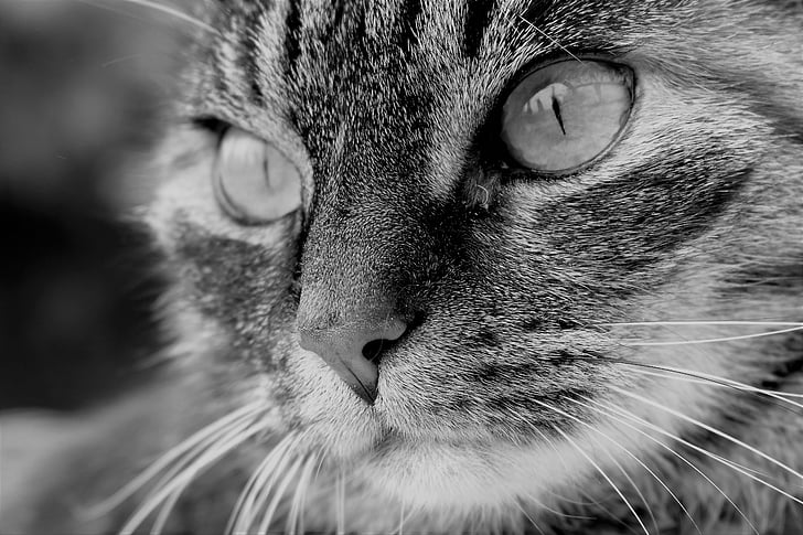 mačka, PET, zviera, Tiger cat, mačka domáca, mačacie oči, fúzy