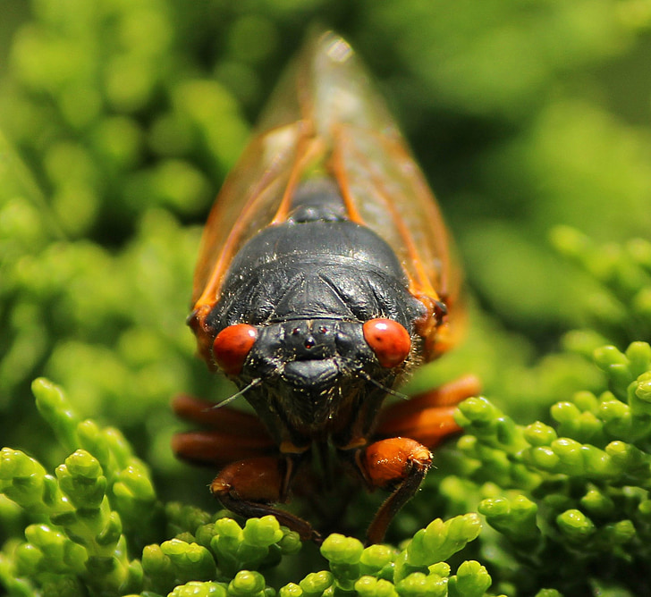cicada, cicadoidea, insekt, ytre skjelett, molt, feil, dyreliv