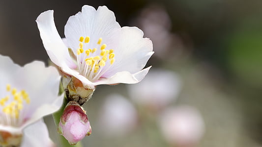 mandlový květ, jaro, Fotografie